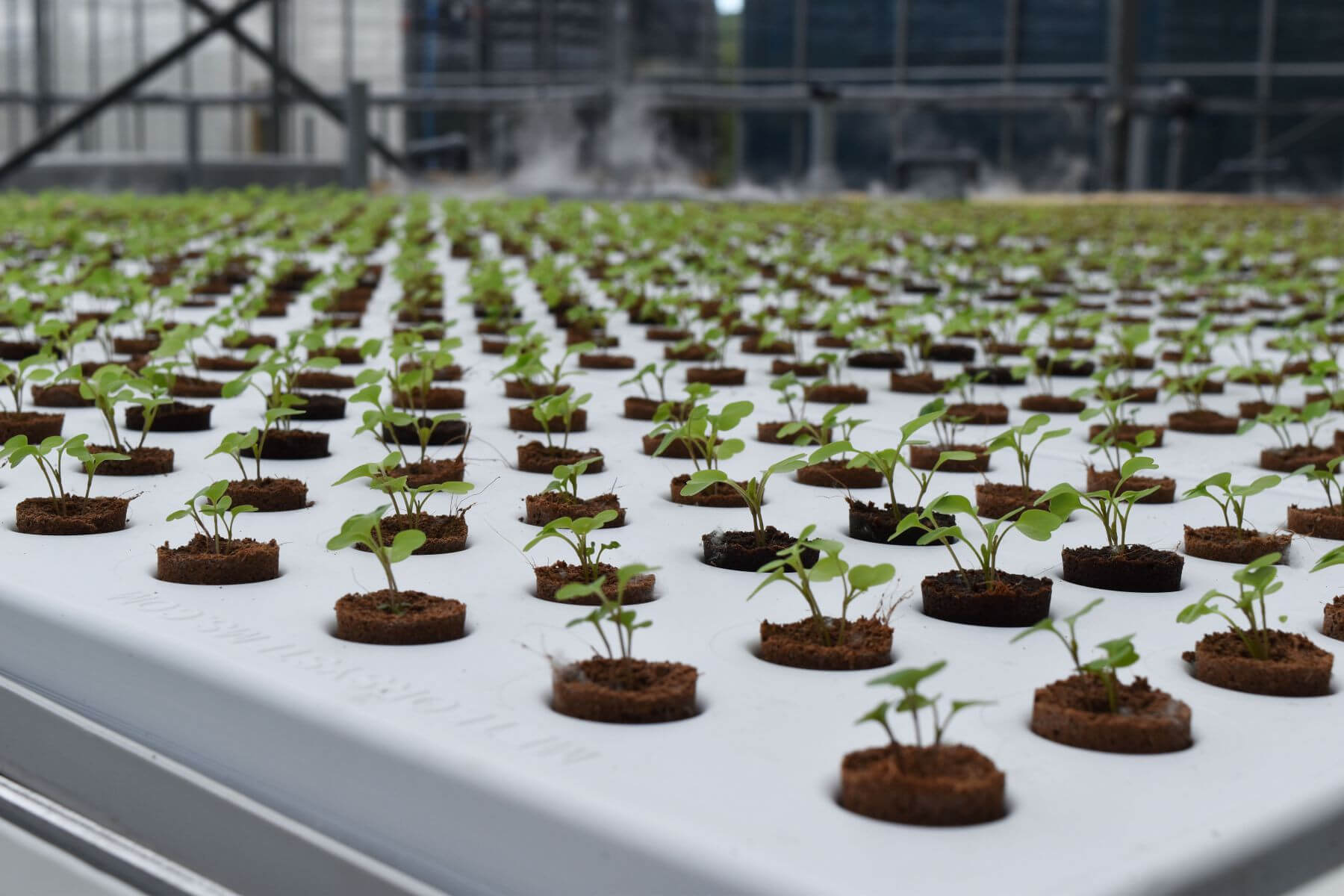 drijvers teelt op water.jpg